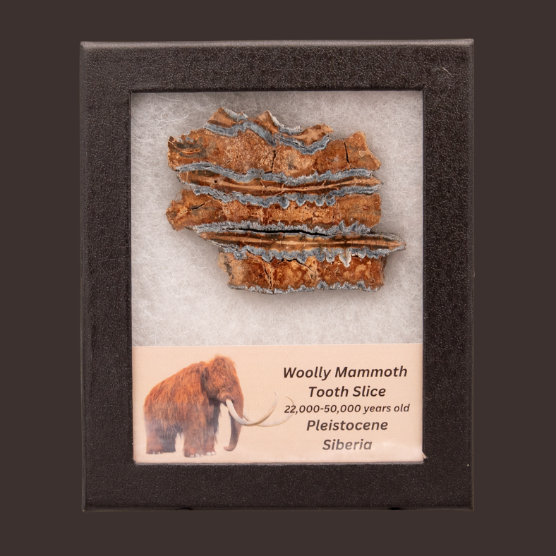 Woolly Mammoth Tooth Slice