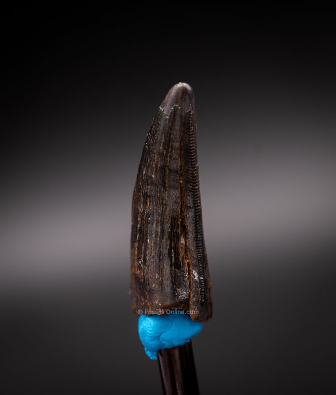 Judith River Genuine Serrated Tyrannosaur Tooth  1.49"