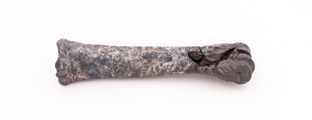 Rare Florida Fossil Bison Leg Bone Set