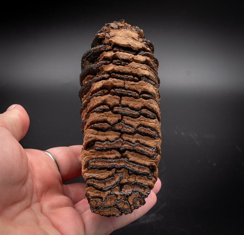 Juvenile Mammoth Tooth from Siberia