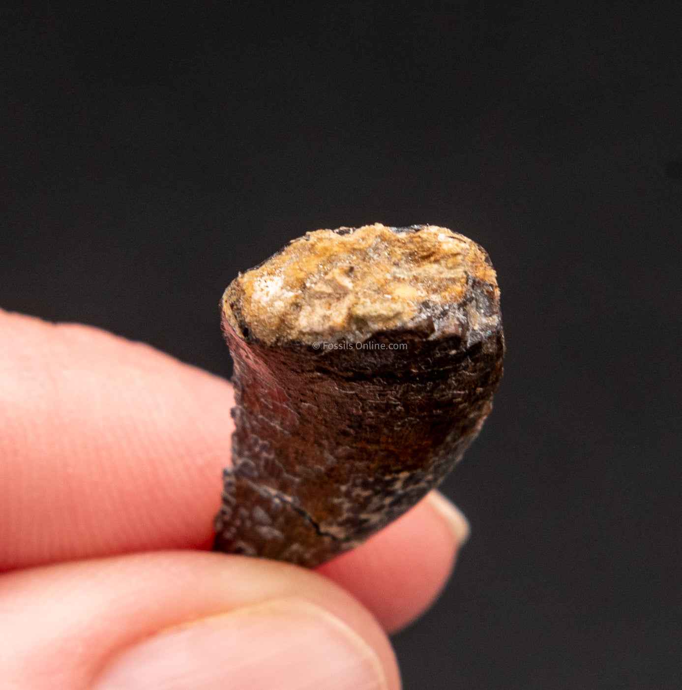 Root of an allosaurus tooth