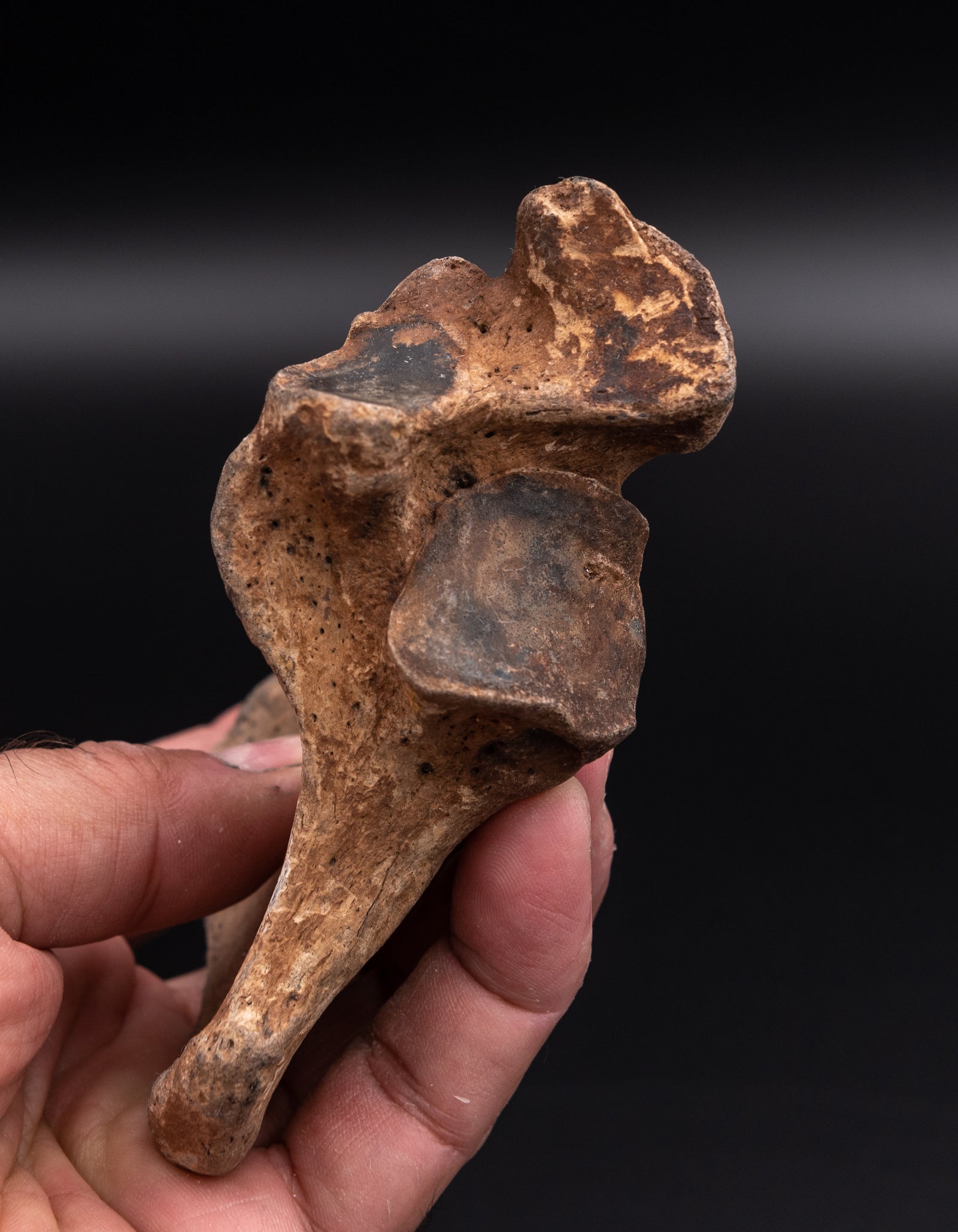 Rare Megalonyx Calcaneus Florida Fossils