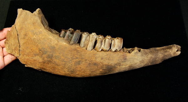 Rare Florida Fossil Bison Jaw
