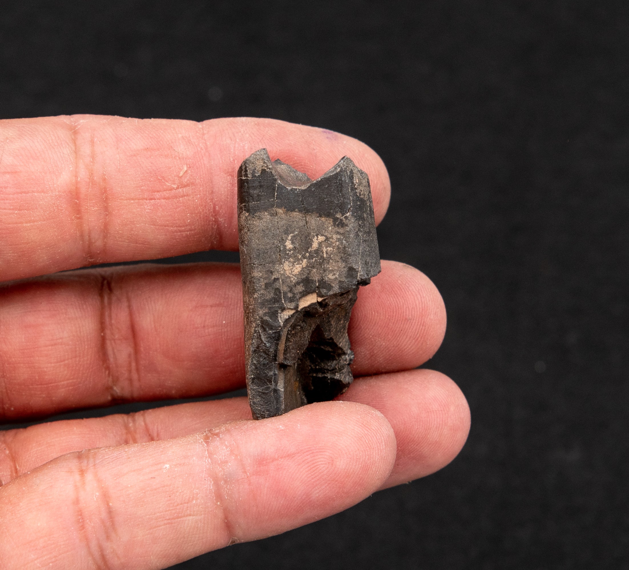Eremotherium Giant Sloth Tooth back