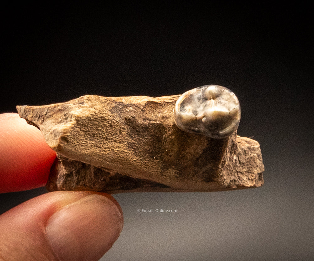 Fossil Wolf Jaw Siberia