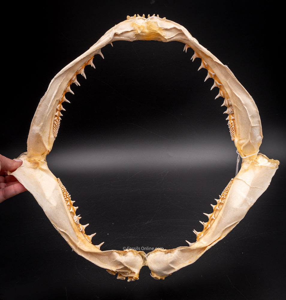 Goblin Shark Jaw