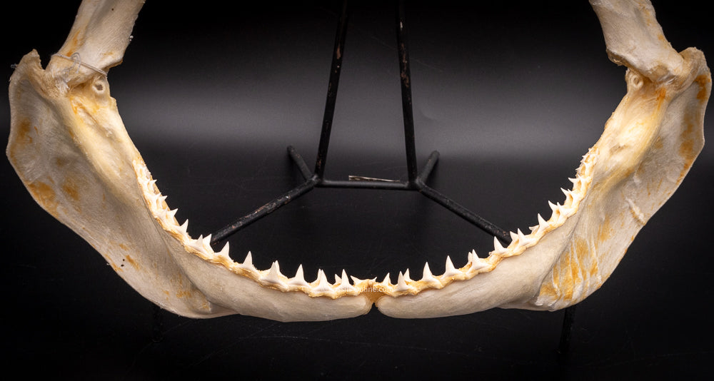 Dusky Shark Jaw w/DATA