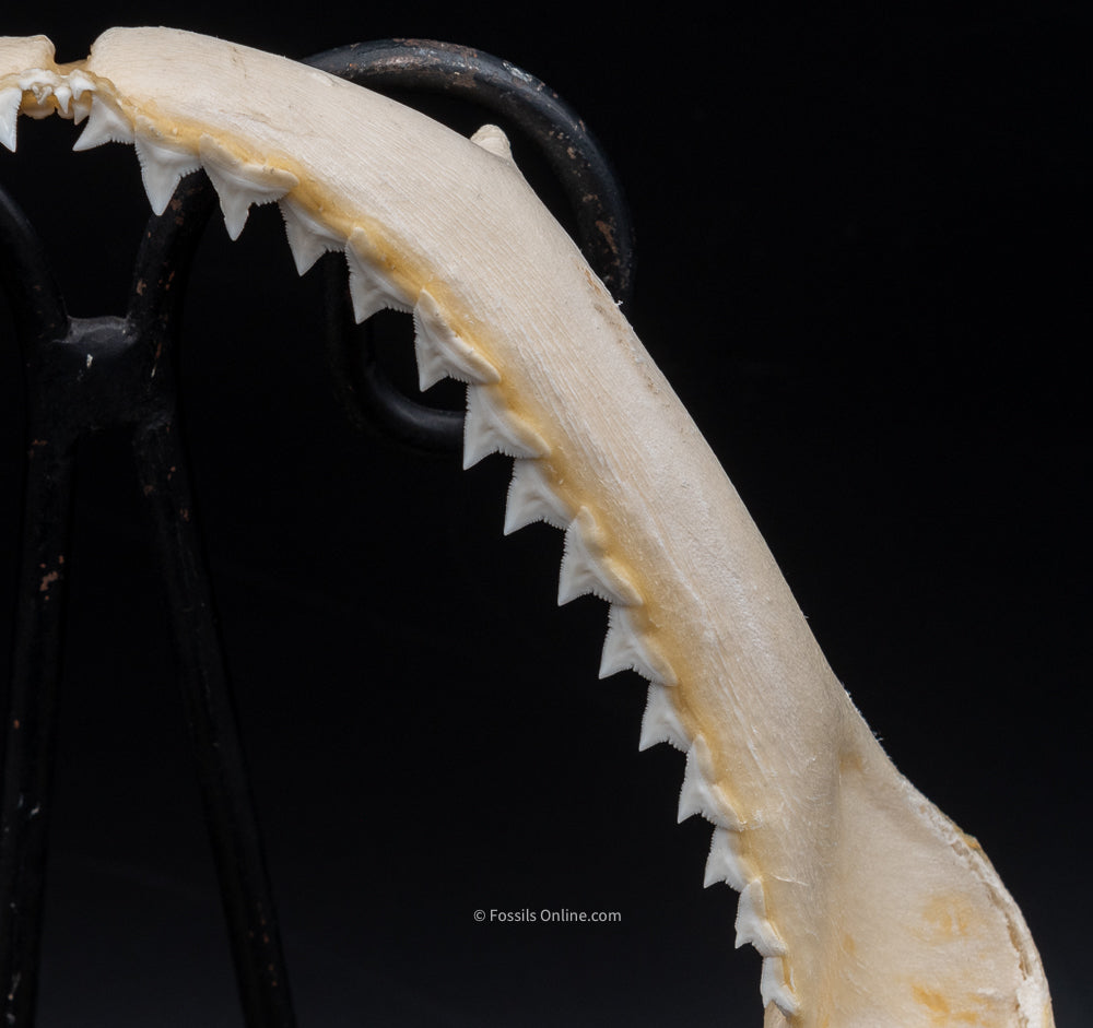 Silky Shark Jaw w/DATA