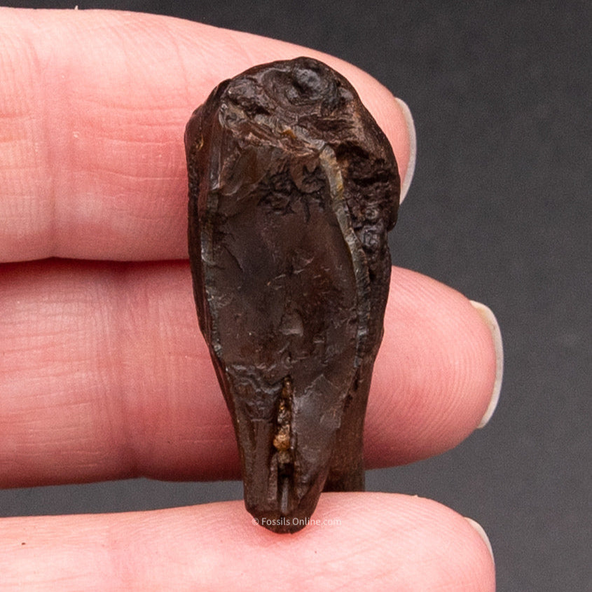 Fossil Infant Mammoth Tooth 1.42"