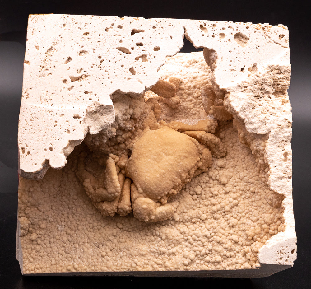 Fossil Sweetwater Crab