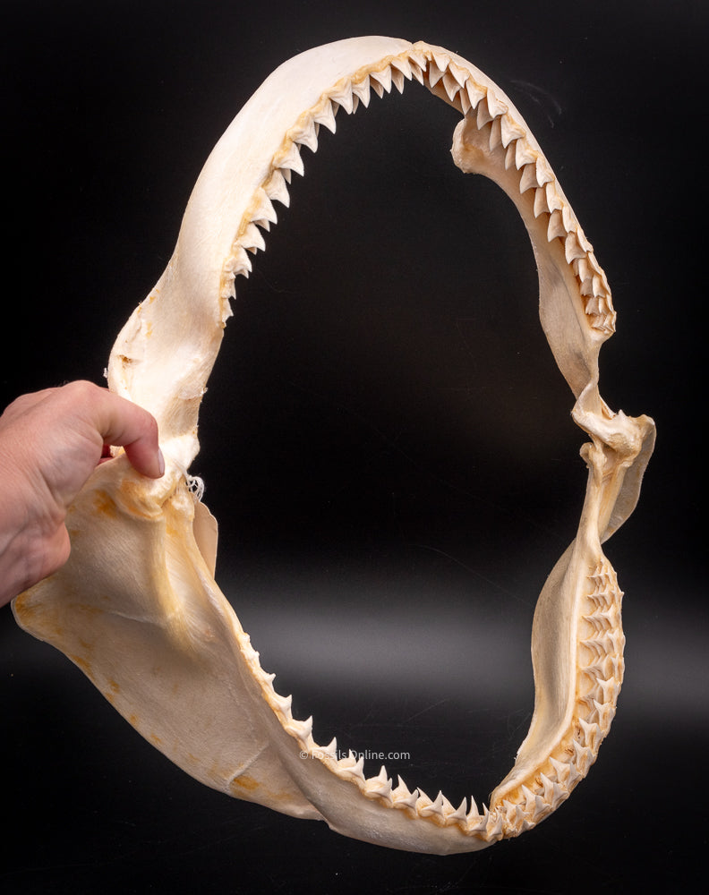 Dusky Shark Jaw w/DATA