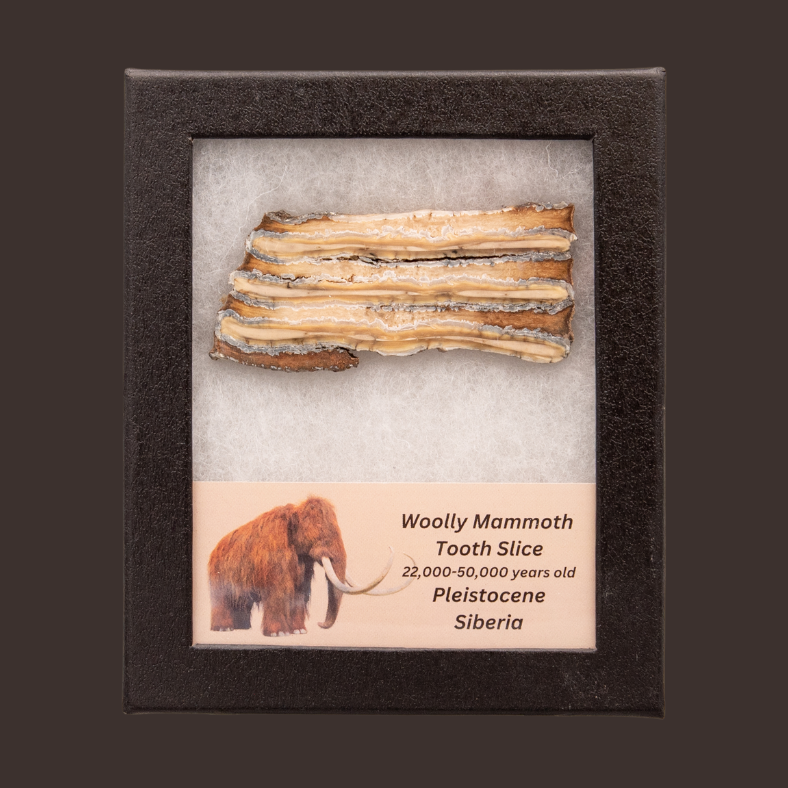 Woolly Mammoth Tooth Slice