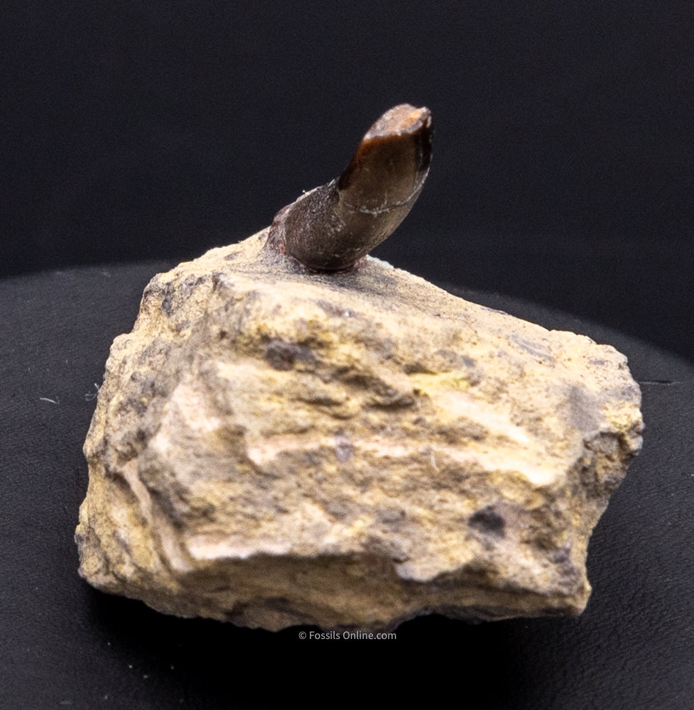 Diplodocus Dinosaur Tooth in Matrix