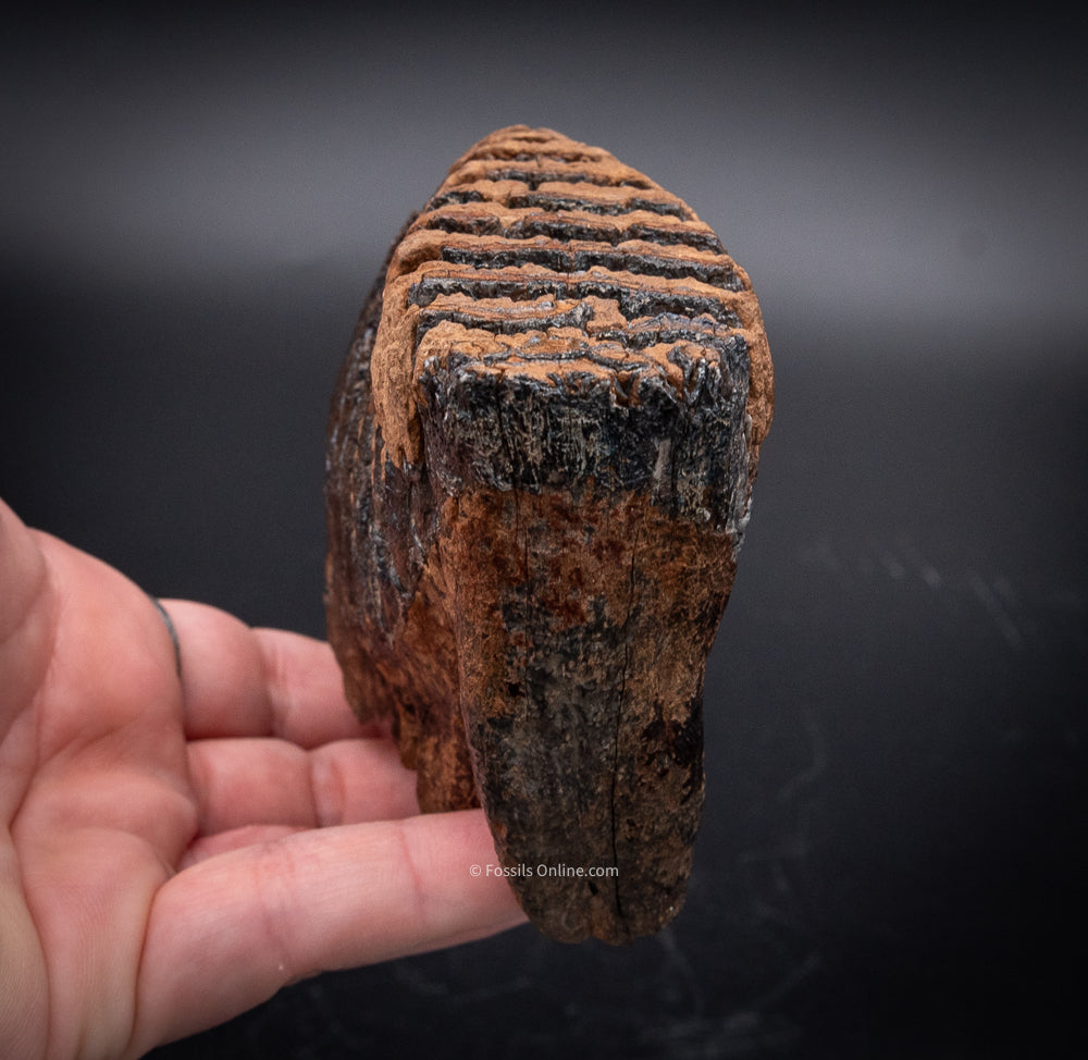 Juvenile Mammoth Tooth from Siberia