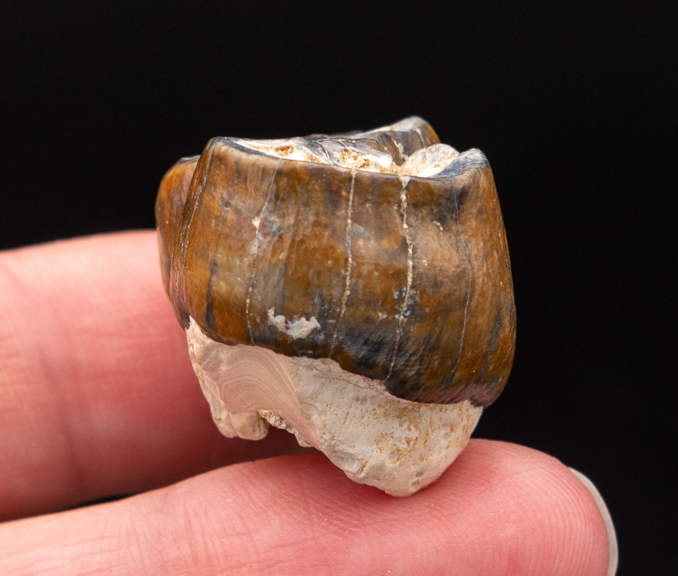Fossil Dugong Tooth Gainesville Creek
