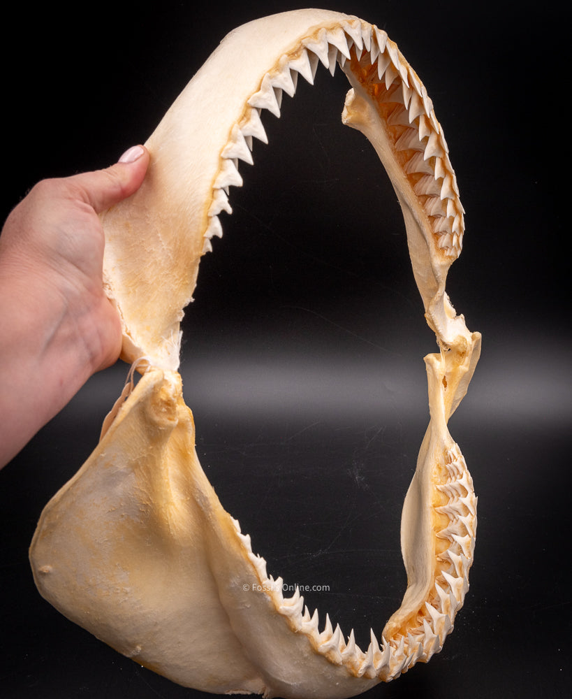 Bull Shark Jaw for Sale side