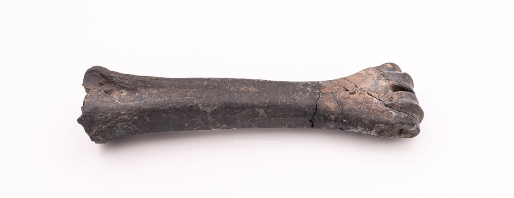 Rare Florida Fossil Bison Leg Bone Set