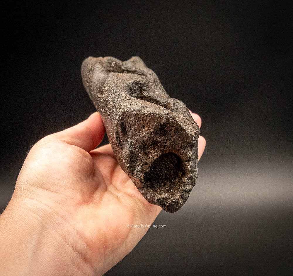 Super Fossil Whale Jaw