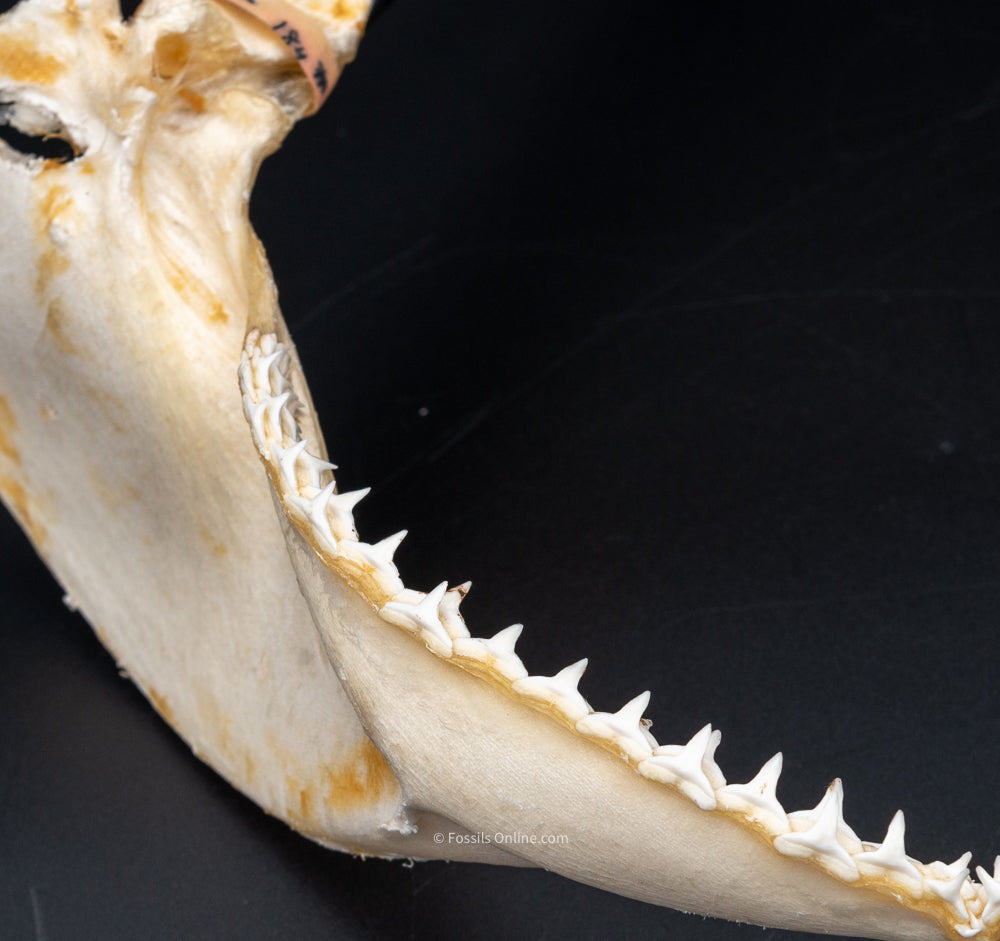 Silky Shark Jaw w/DATA