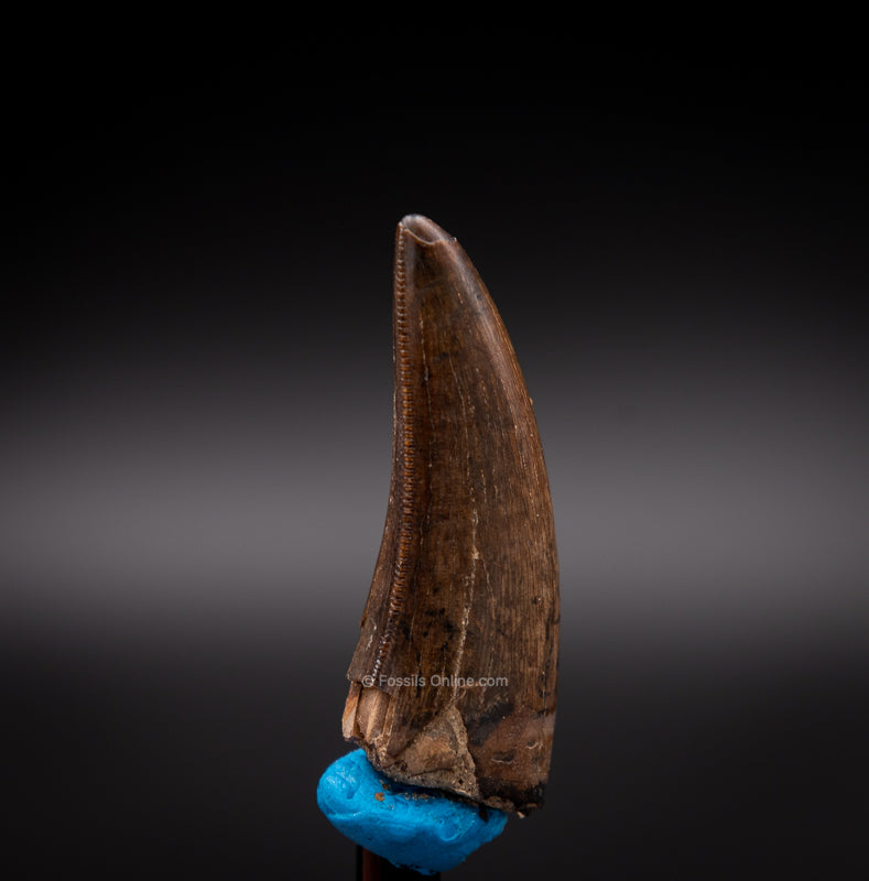 Judith River Genuine Serrated Tyrannosaur Tooth  1.49"