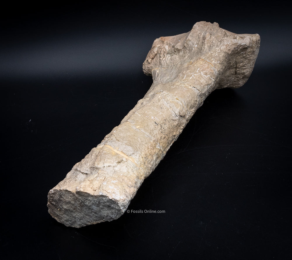 Rare  Fossil Titanothere Radius Nebraska Fossils