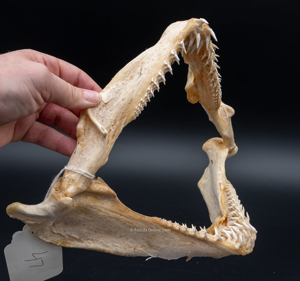 Ornate Wobbegong Shark Jaw w/Data