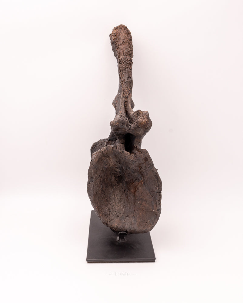 Diplodocus Dinosaur Vertebra rear