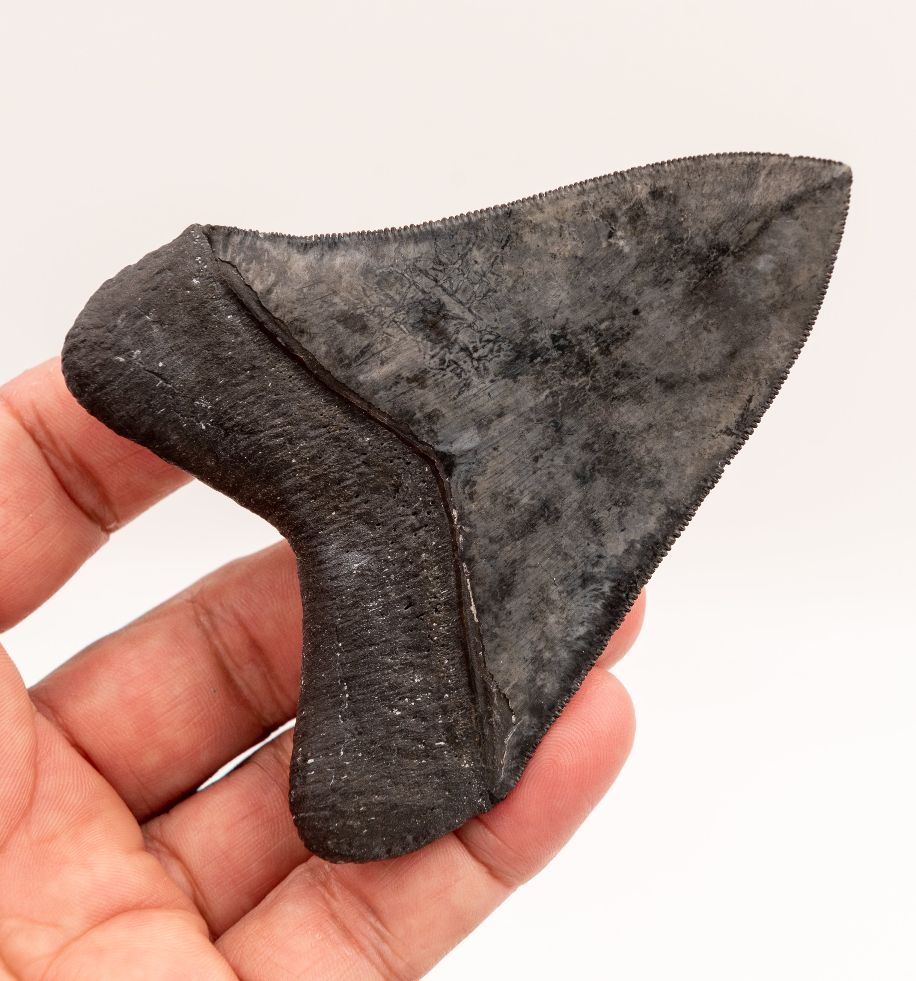 FINEST Florida Megalodon Tooth.