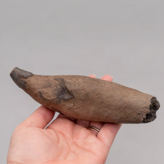 South Carolina River Fossil Whale Tooth  5.71"