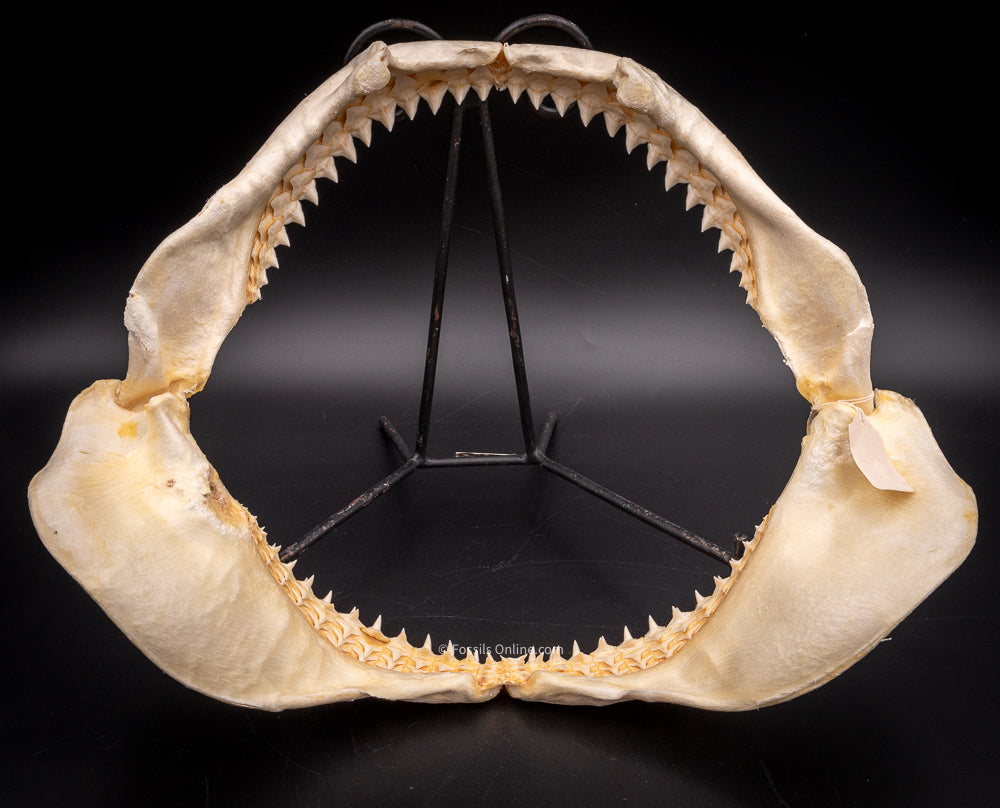 Dusky Shark Jaw w/DATA