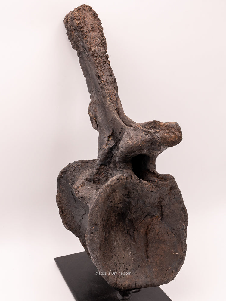 Diplodocus Dinosaur Vertebra angle