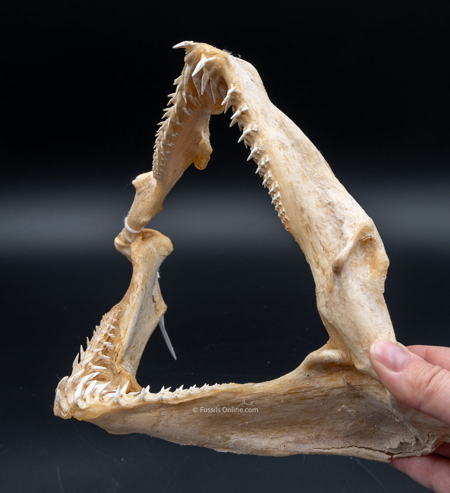 Ornate Wobbegong Shark Jaw w/Data