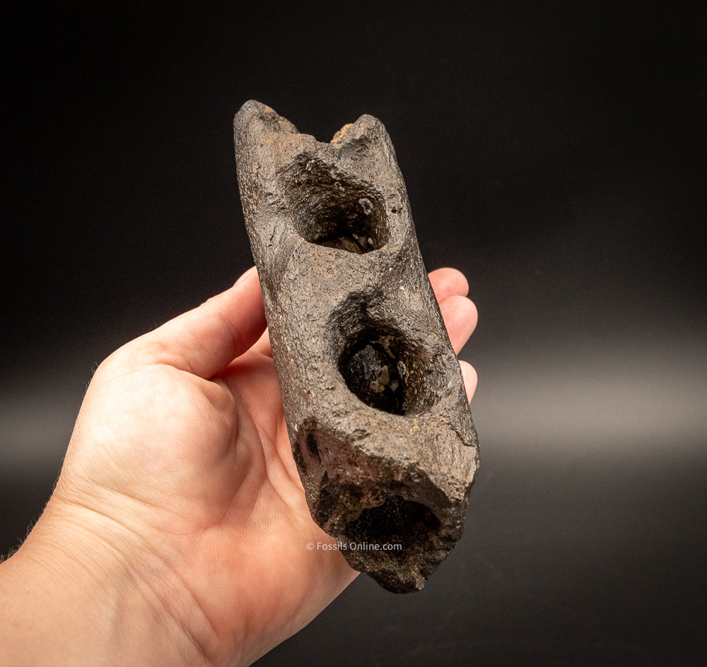 Super Fossil Whale Jaw