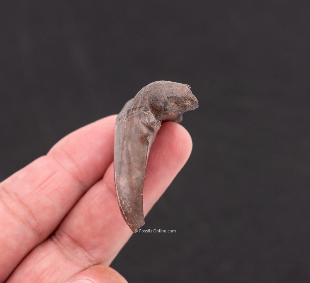 Deformed C. hastalis Mako Shark Tooth