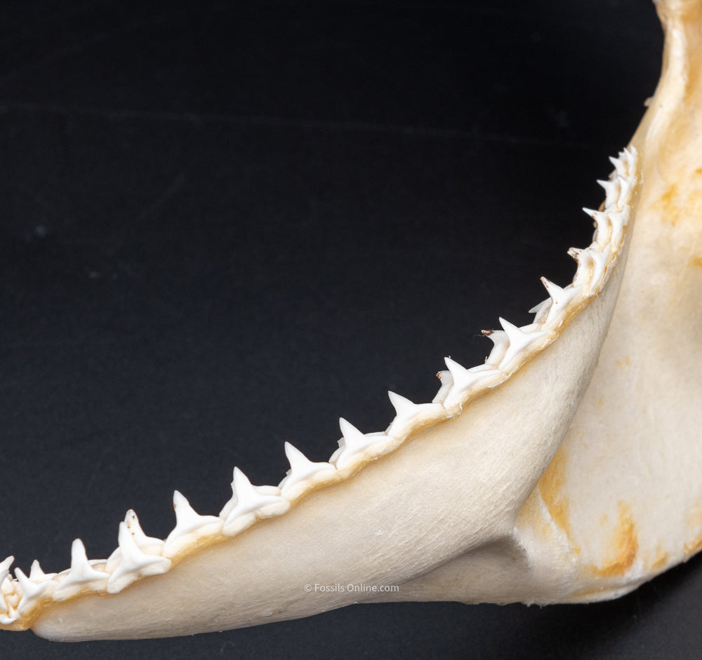 Silky Shark Jaw w/DATA