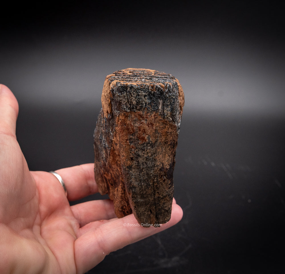 Juvenile Mammoth Tooth from Siberia