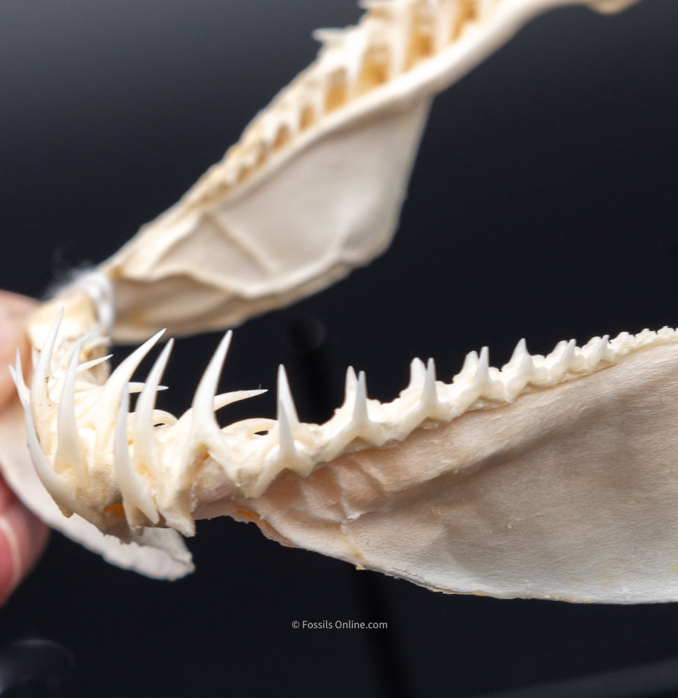 Crocodile Shark Jaw w/DATA