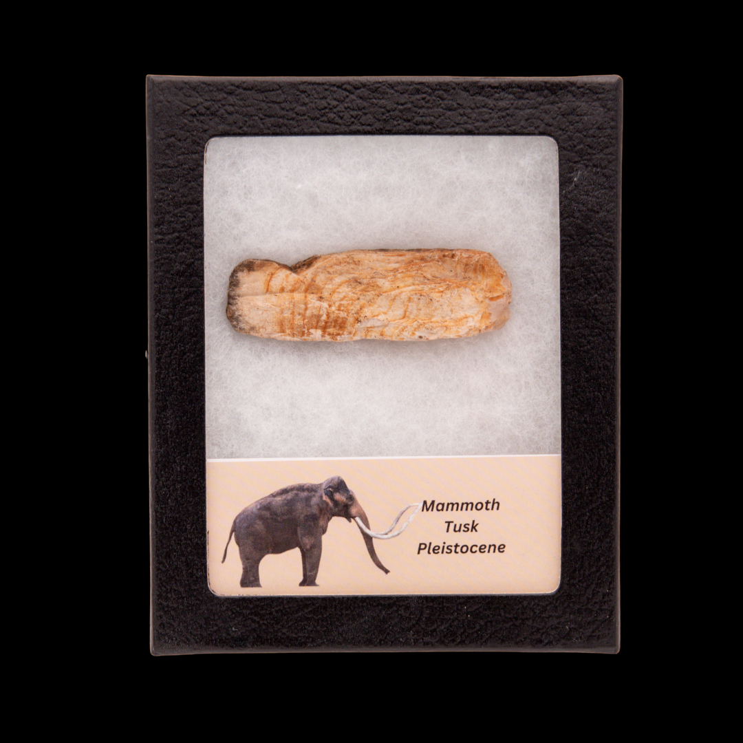 Mammoth Tusk