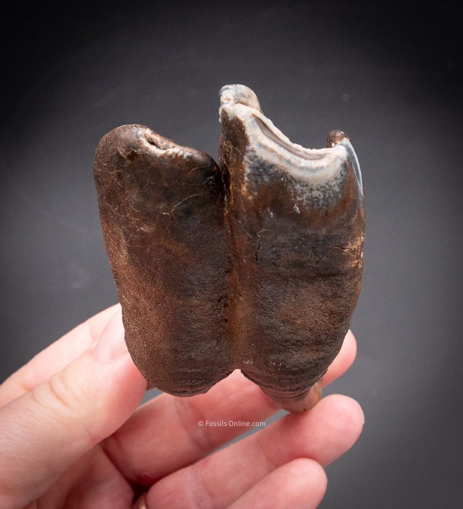 Great Woolly Rhino Tooth w/ Roots