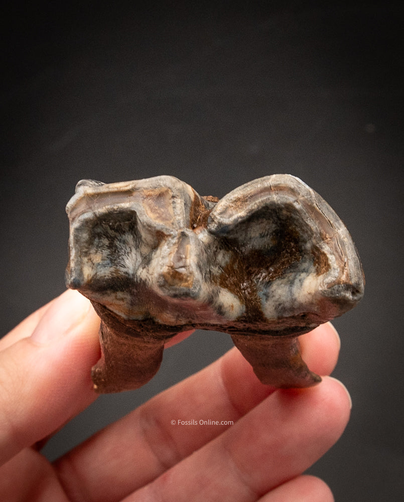 Rooted Woolly Rhino Tooth