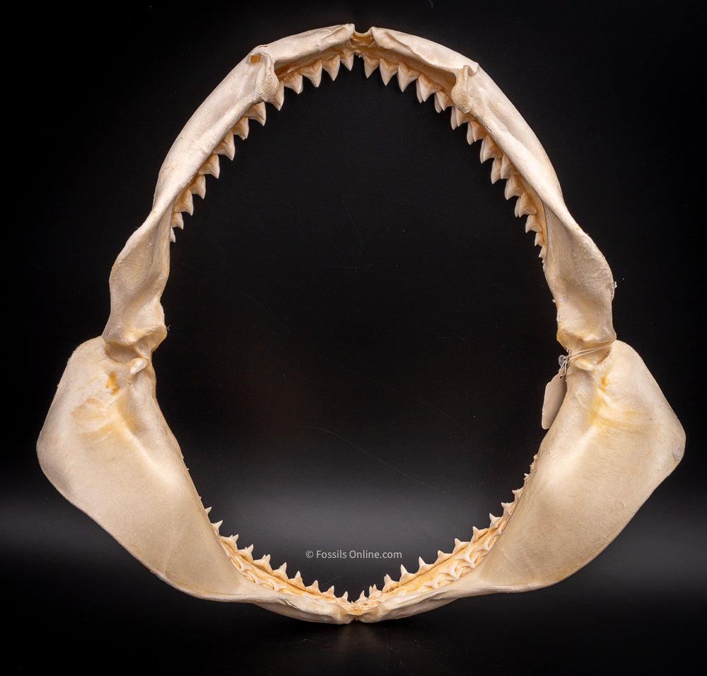 Dusky Shark Jaw w/DATA