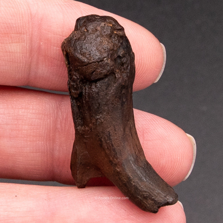 Fossil Infant Mammoth Tooth 1.42"