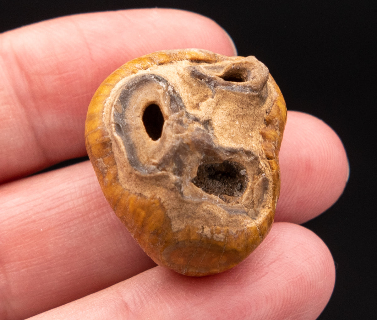 RARE Fossil Dugong Tooth Gainesville Creek