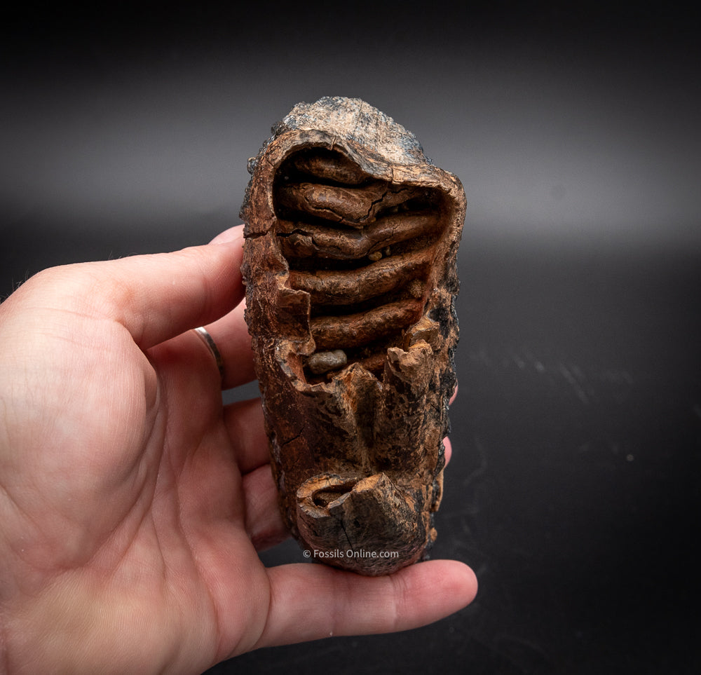 Juvenile Mammoth Tooth from Siberia