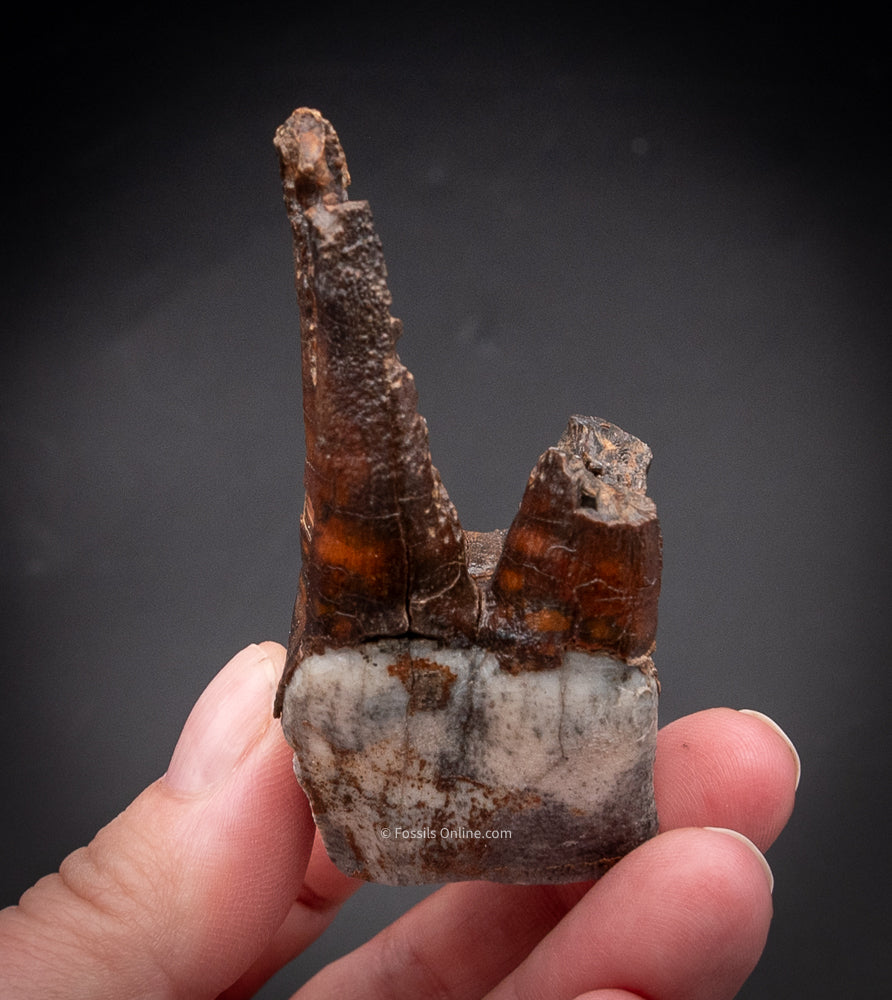 Rooted Juvenile  Woolly Rhino Tooth Siberia