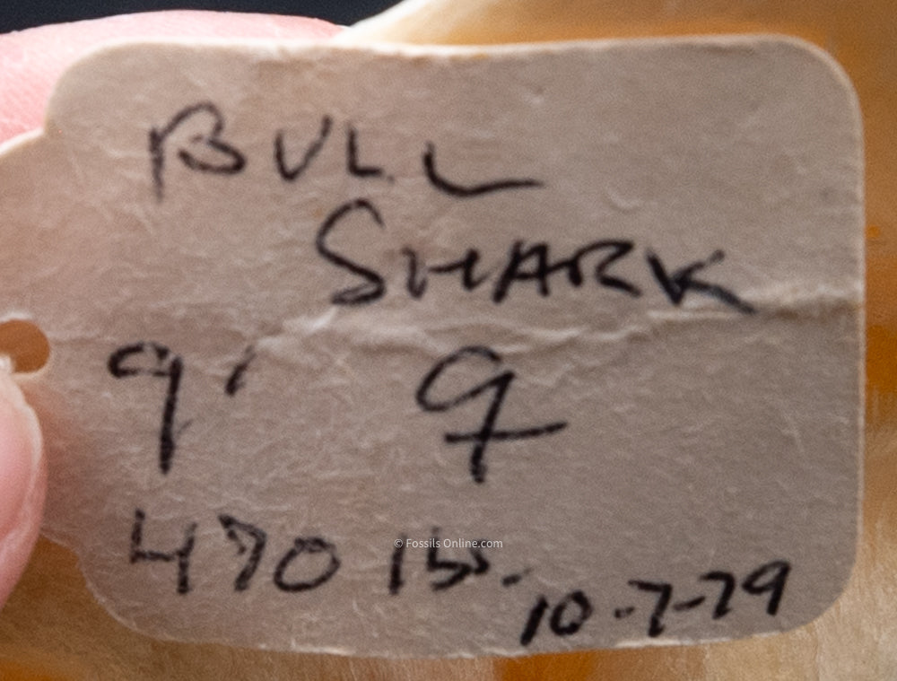 Bull Shark Jaw w/DATA ex Gordon Hubbell