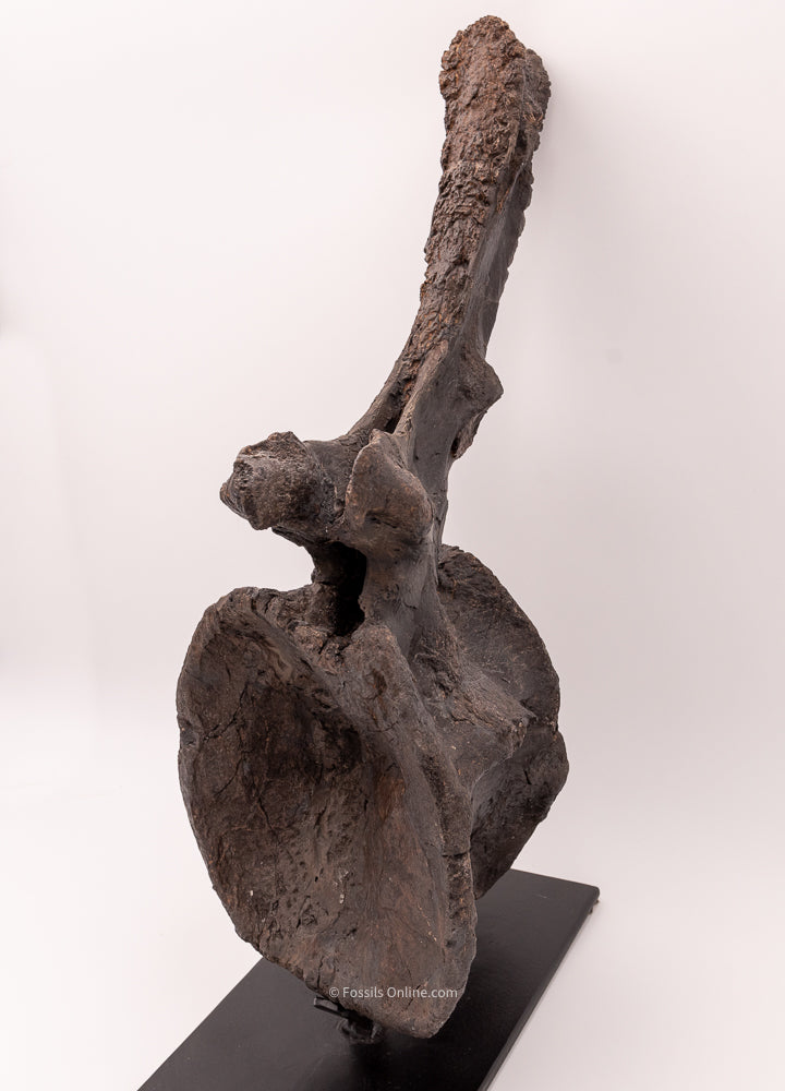 Diplodocus Dinosaur Vertebra front angle