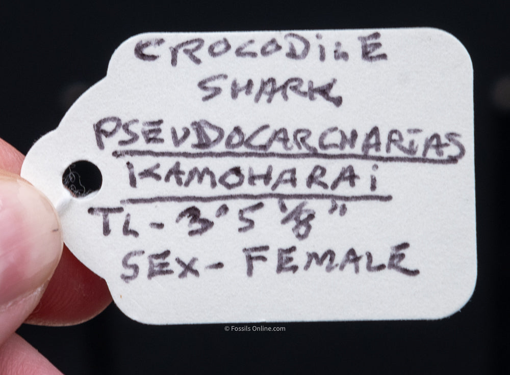 Crocodile Shark Jaw w/DATA