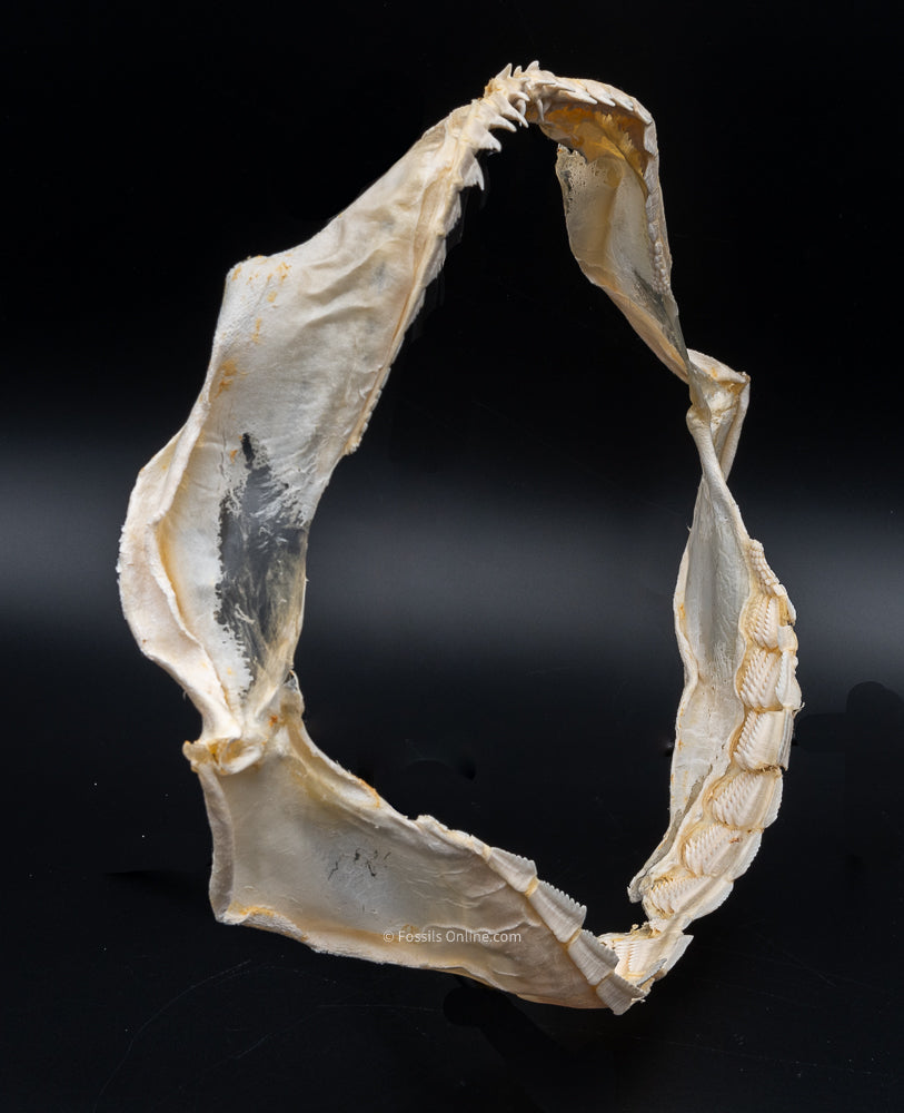 Sixgill Shark Jaw