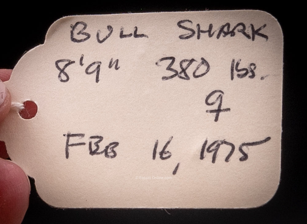 Bull Shark Jaw w/DATA